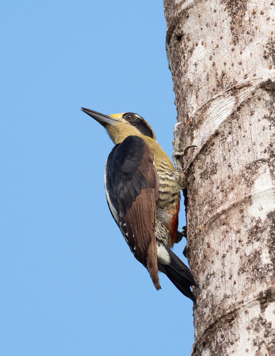 Golden-naped Woodpecker - ML223591241
