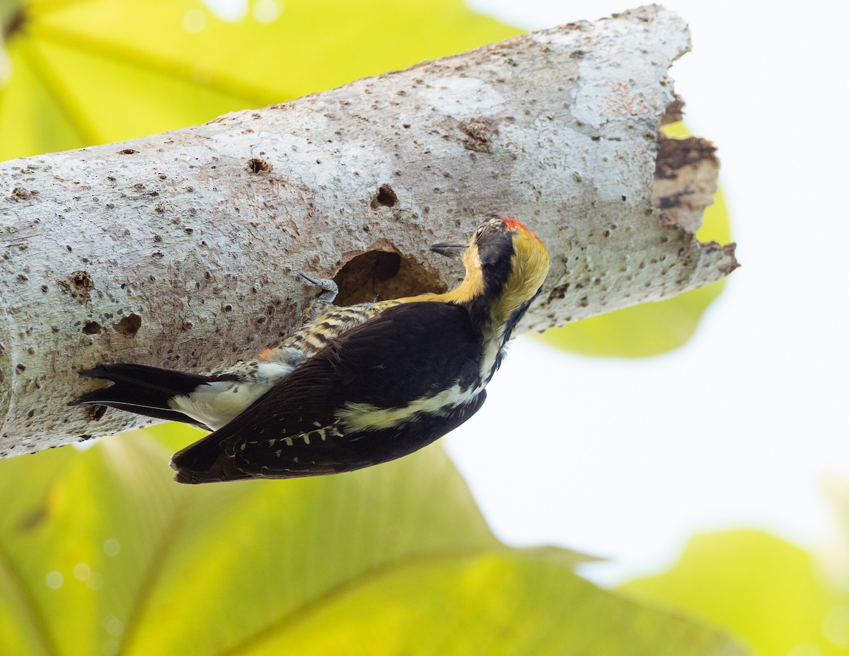 Golden-naped Woodpecker - ML223591251