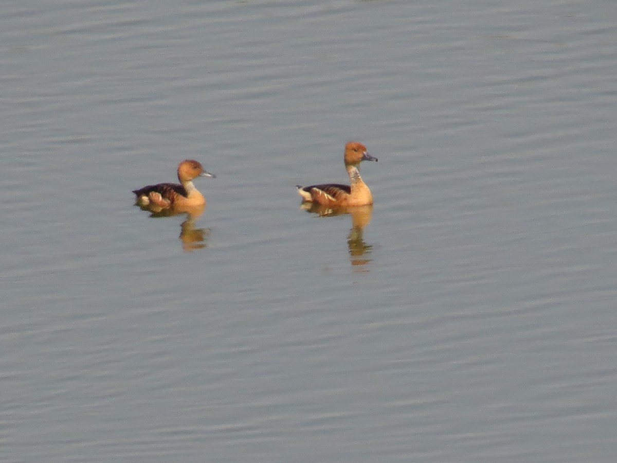 Fulvous Whistling-Duck - ML22359141