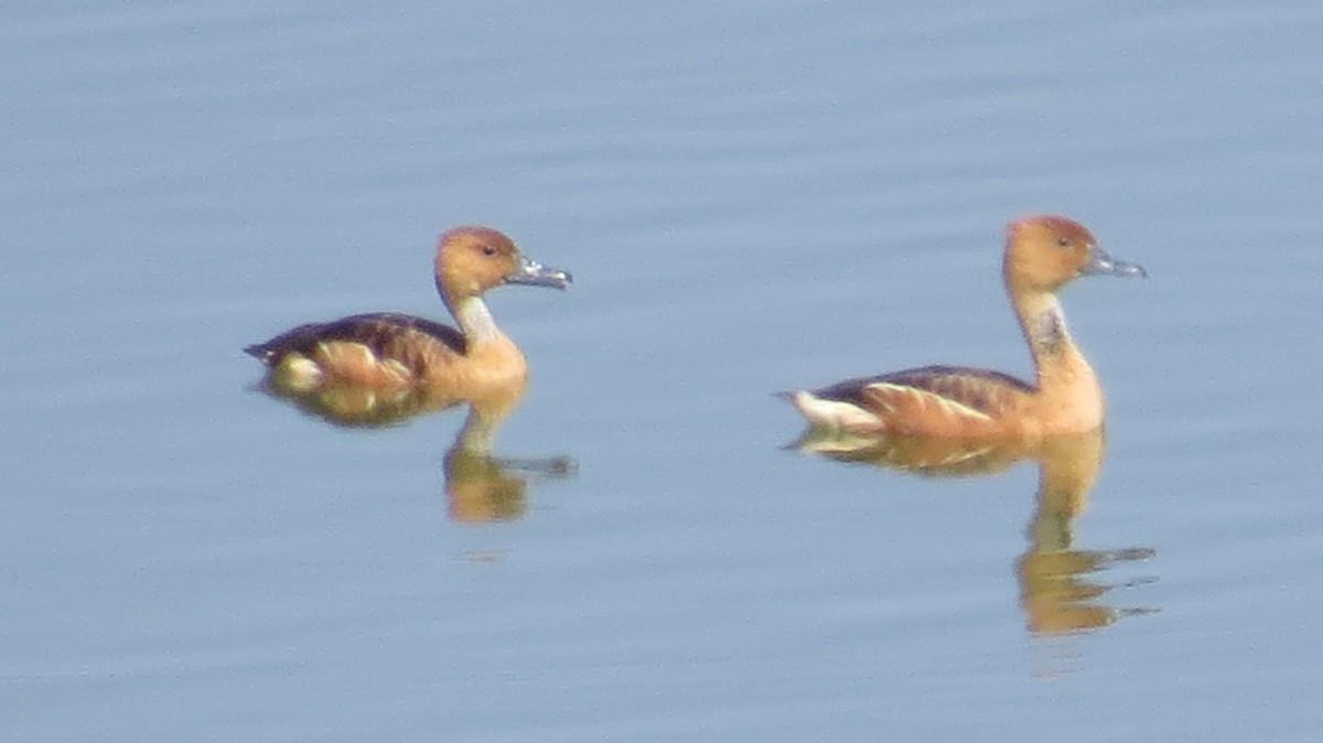 Fulvous Whistling-Duck - ML22359151
