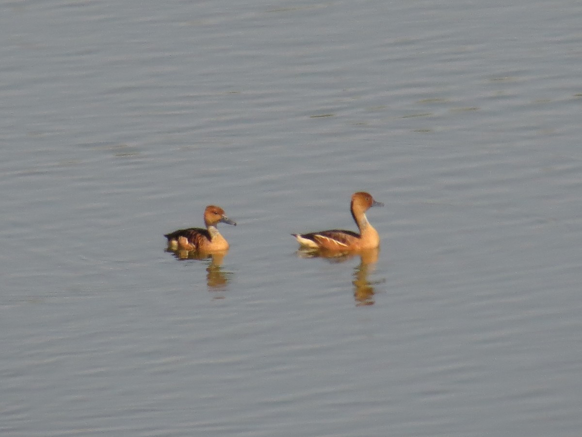 Fulvous Whistling-Duck - ML22359161