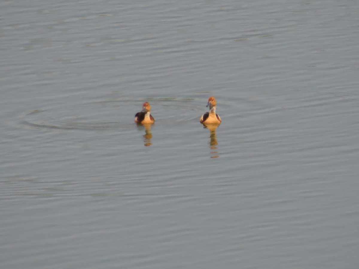 Fulvous Whistling-Duck - ML22359171