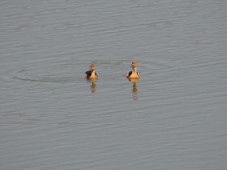 Fulvous Whistling-Duck, ML22359171