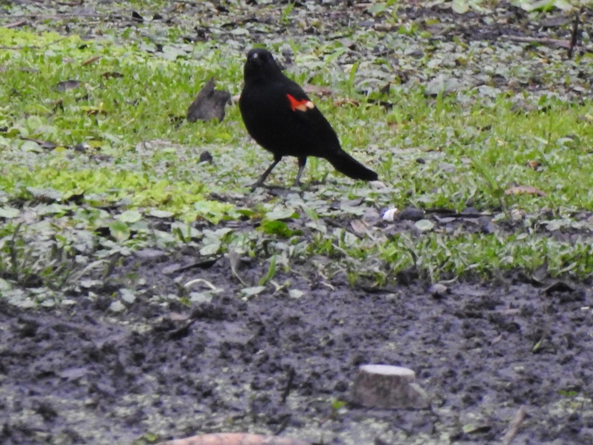 Red-winged Blackbird - ML223592841