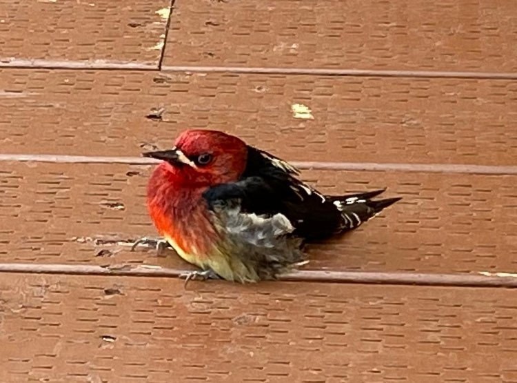 Red-breasted Sapsucker - ML223592891