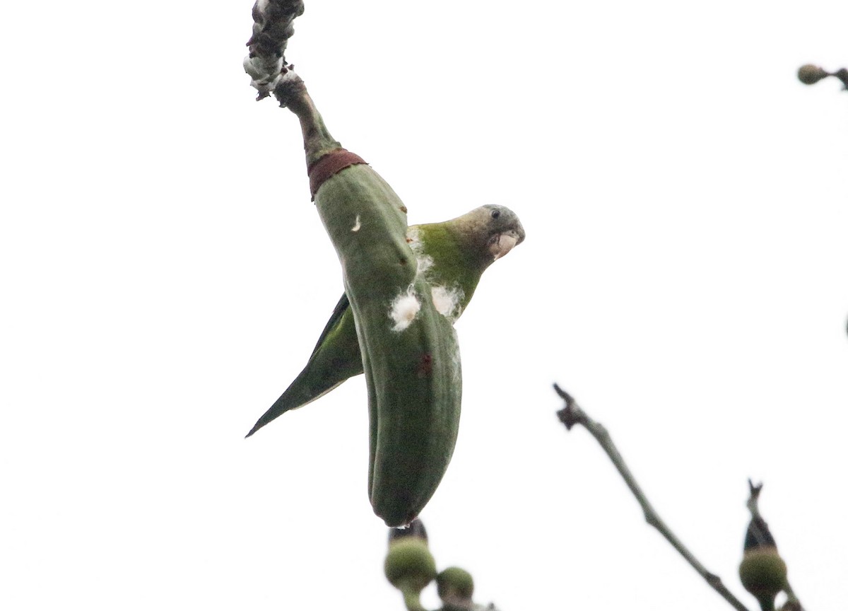 Gray-cheeked Parakeet - Tom Driscoll