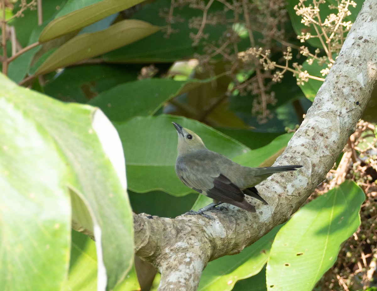 Palm Tanager - ML223601761