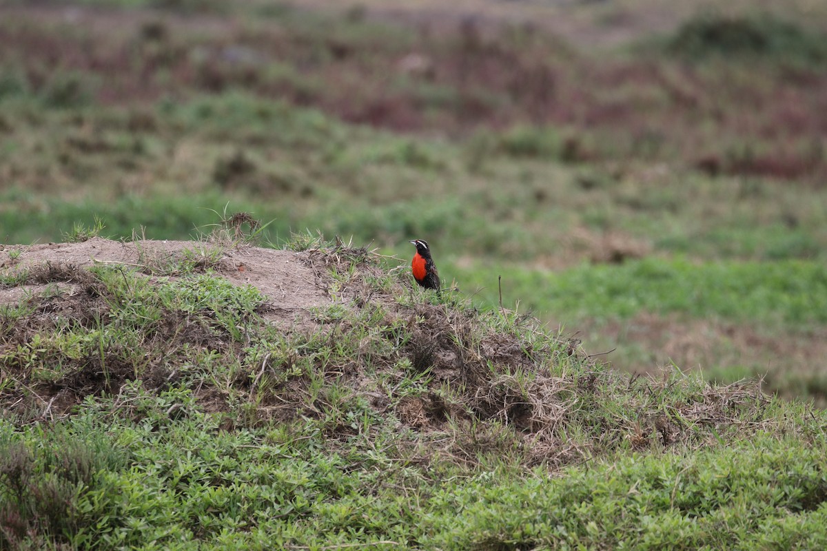 Peruvian Meadowlark - ML223601841