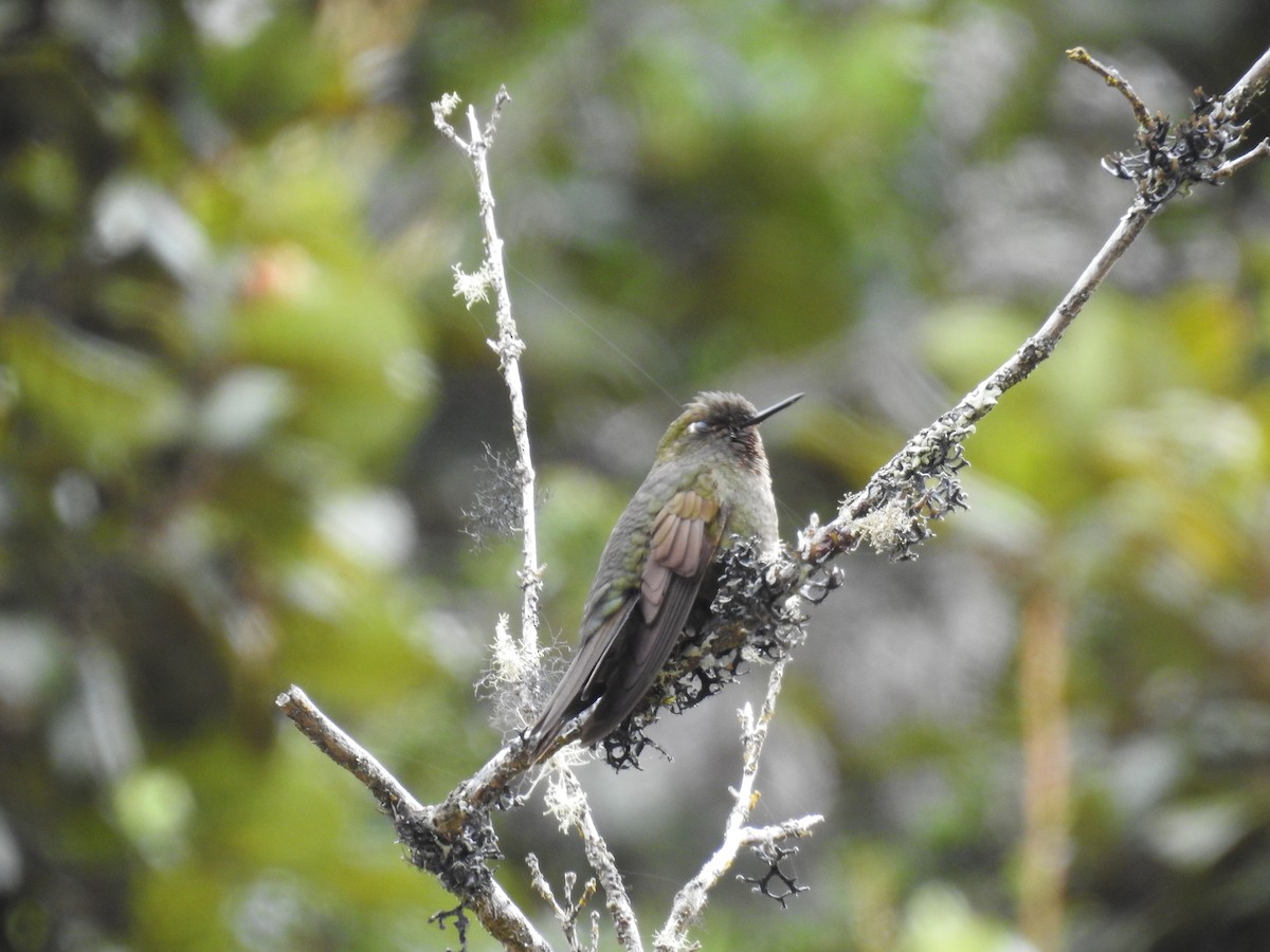 Fire-throated Metaltail - ML223603181