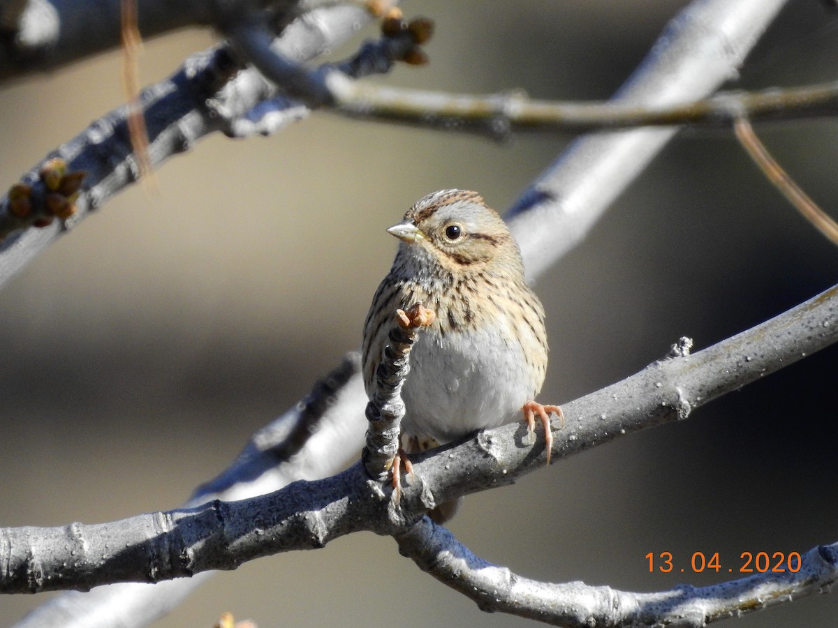 Lincoln's Sparrow - dave haupt