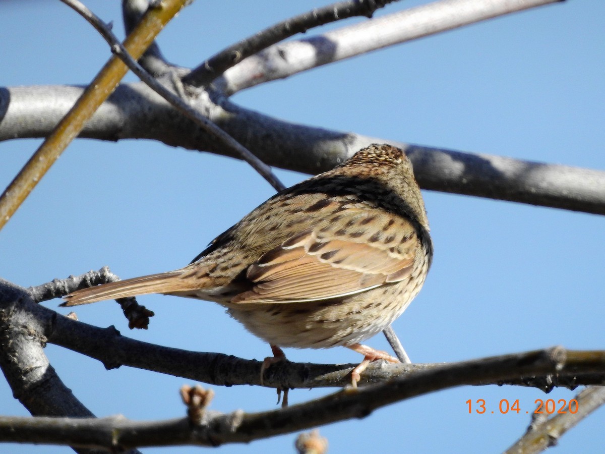 Lincoln's Sparrow - dave haupt
