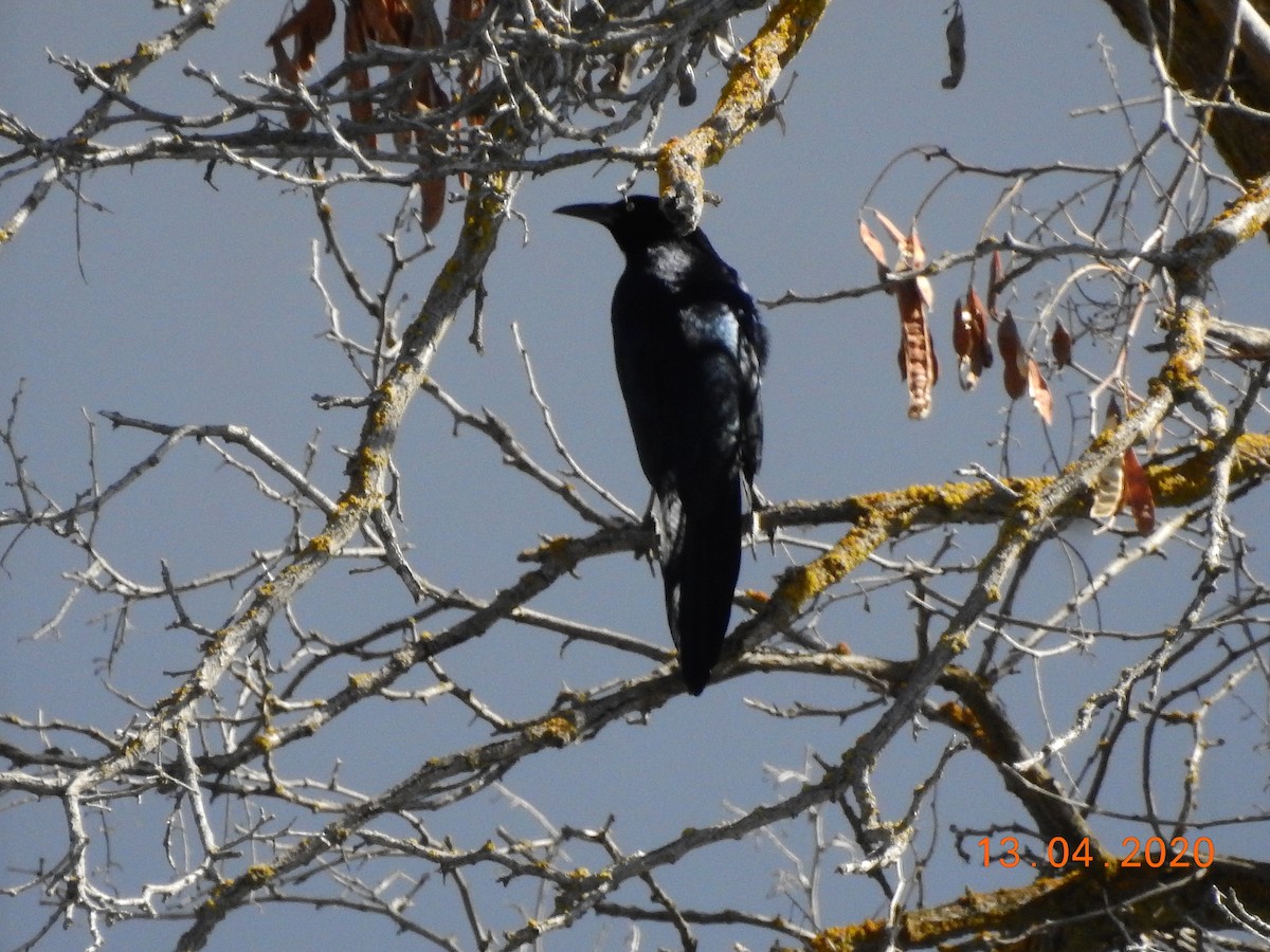 Great-tailed Grackle - ML223607141