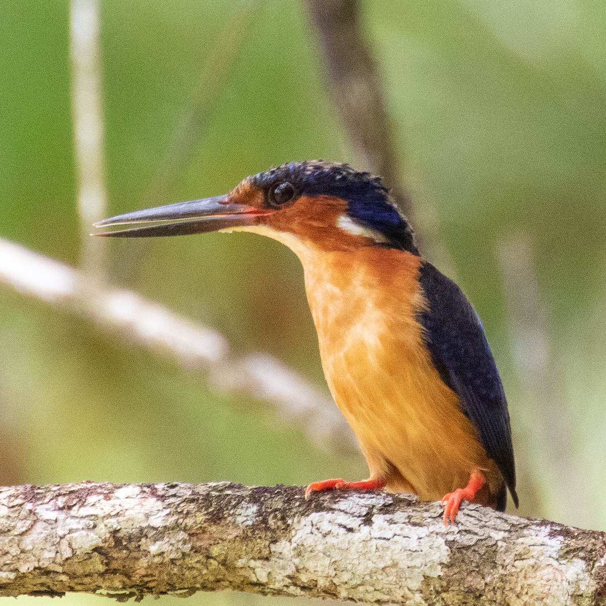 Malagasy Kingfisher - ML223607751