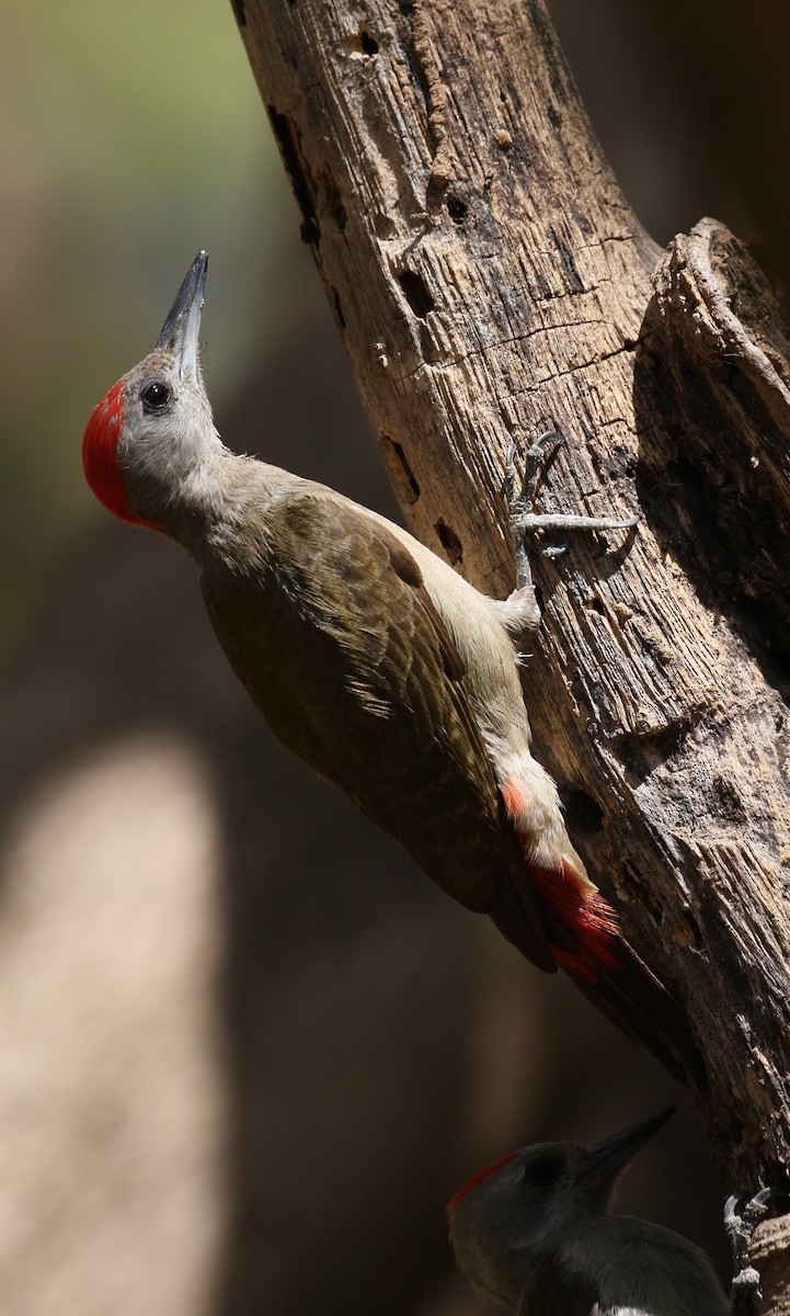 African Gray Woodpecker - simon walkley