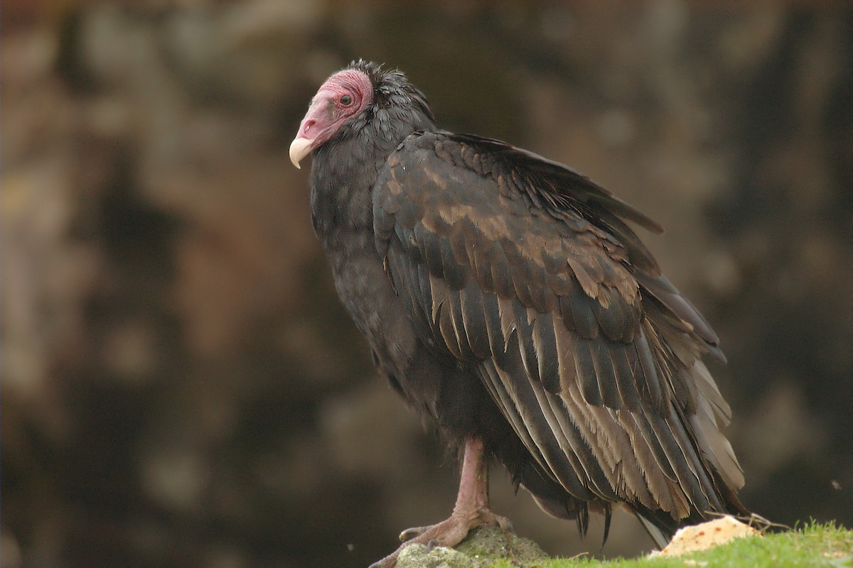 Turkey Vulture - Etienne Artigau🦩