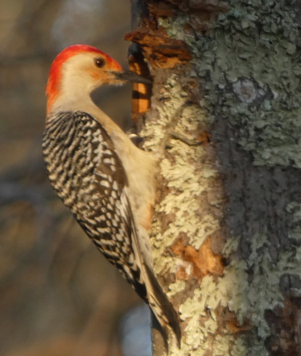 Red-bellied Woodpecker - ML223616531