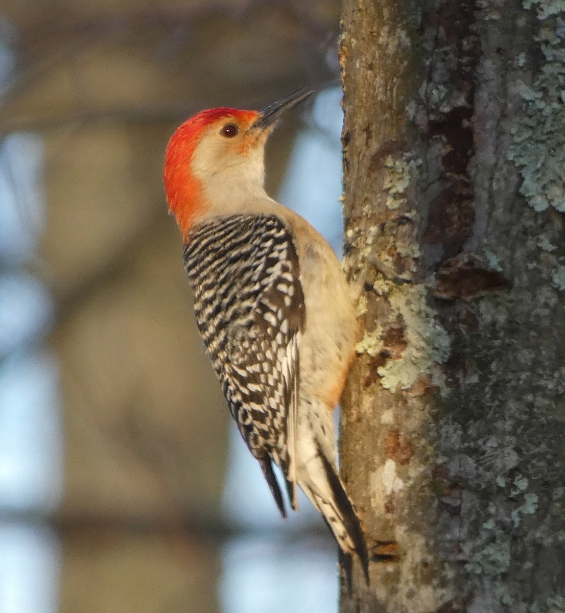Red-bellied Woodpecker - ML223616541