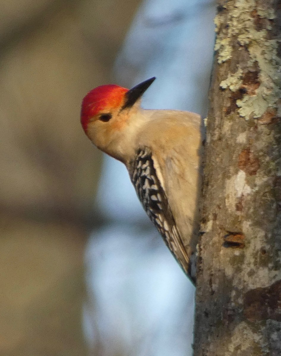 Red-bellied Woodpecker - ML223617461