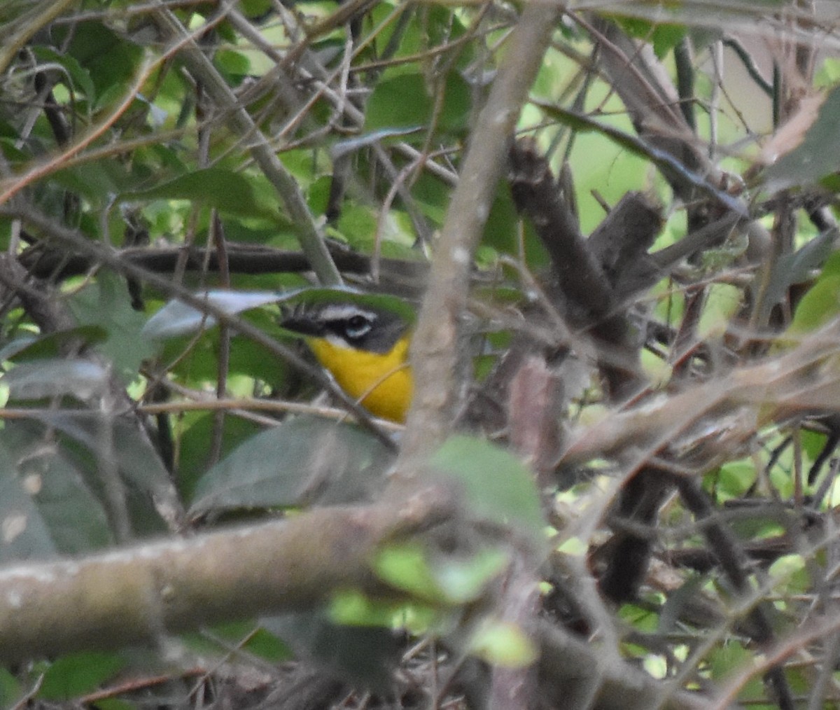 Yellow-breasted Chat - ML223617731
