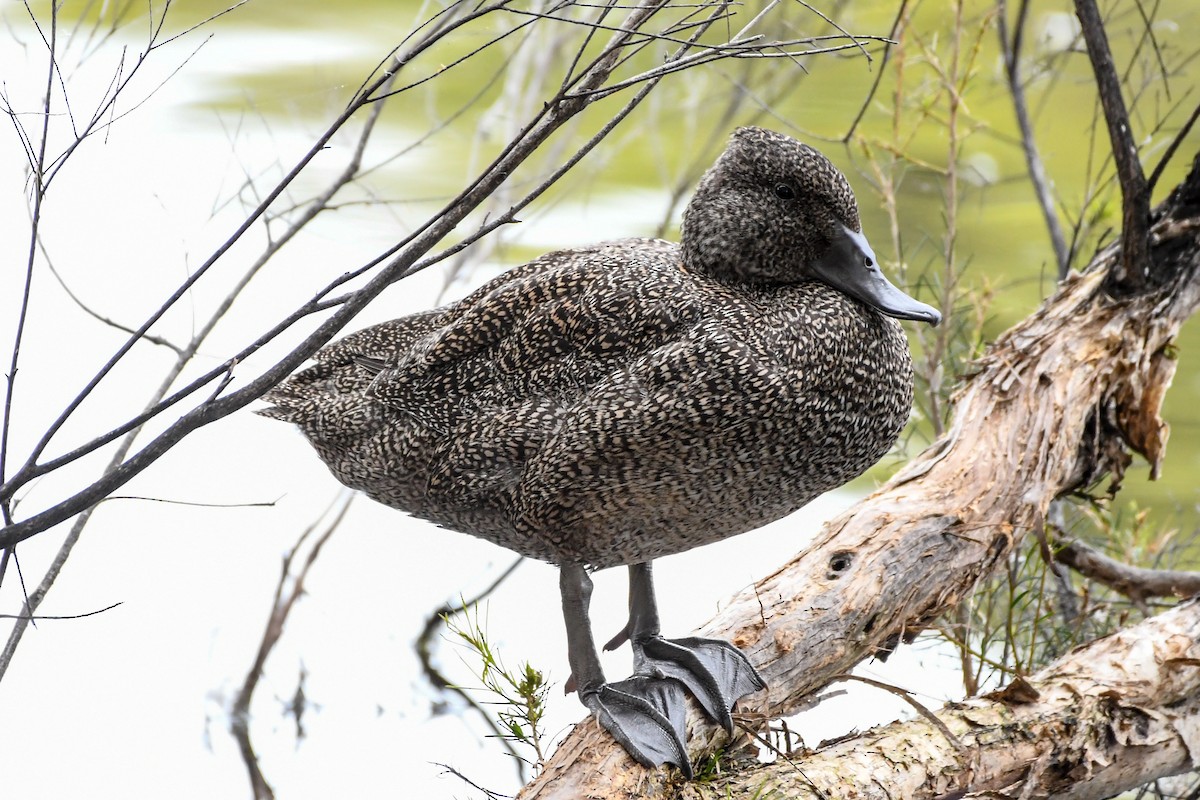 Freckled Duck - ML223621421