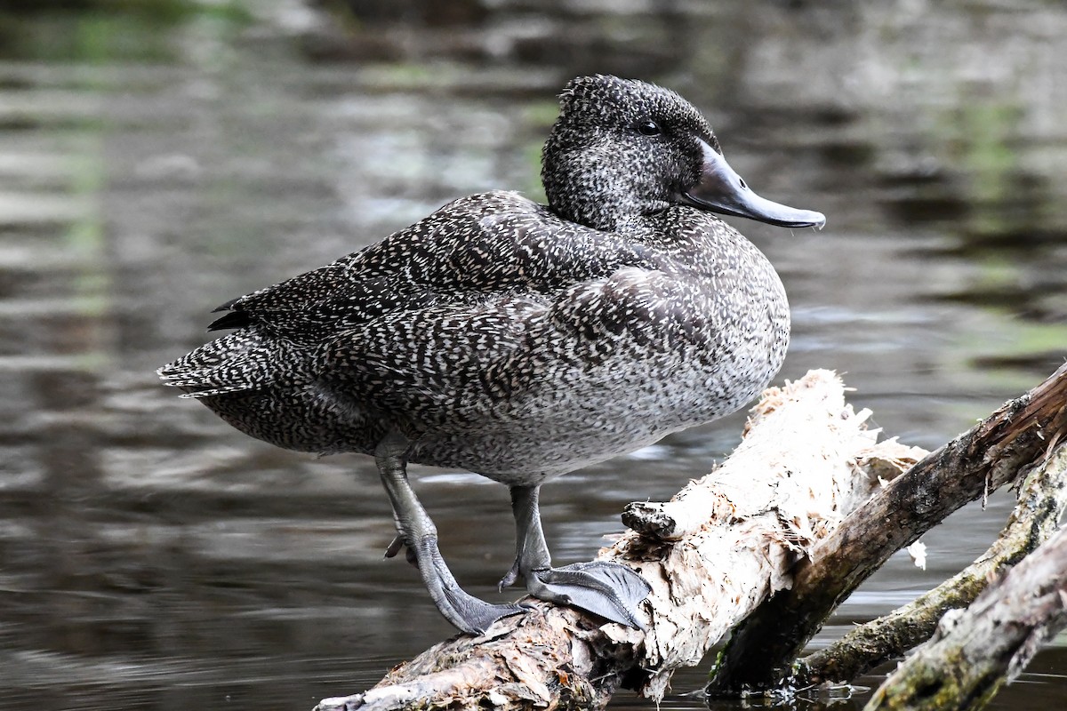 Freckled Duck - ML223621871