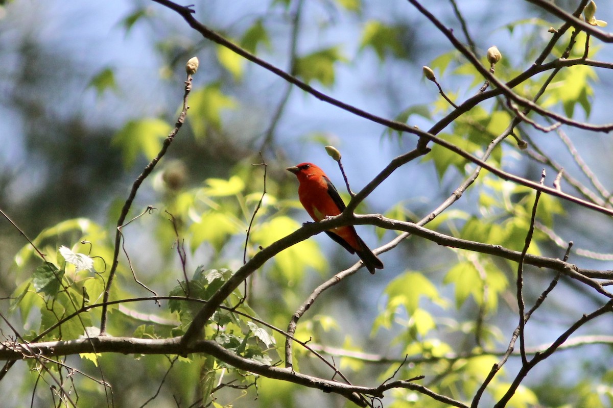 Scarlet Tanager - ML223621981