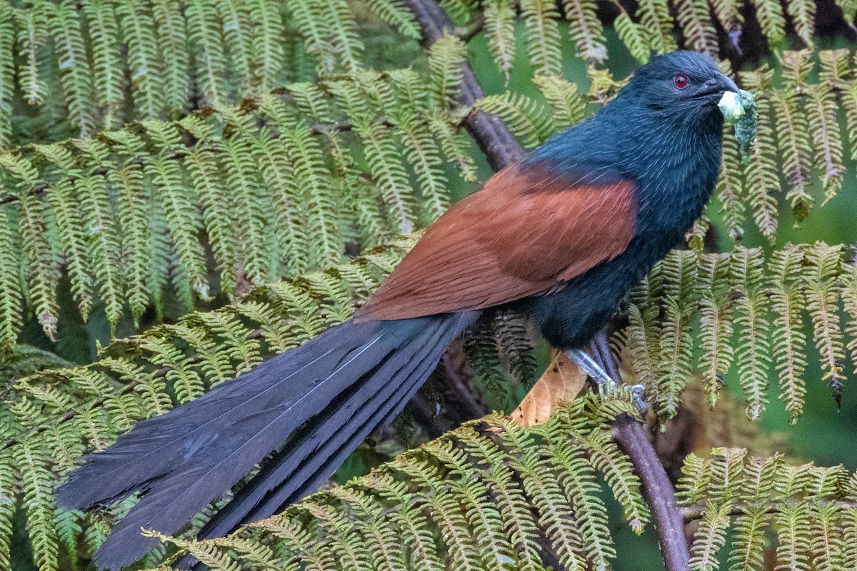 Malagasy Coucal - ML223626711