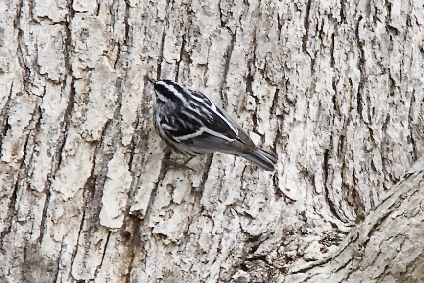 Black-and-white Warbler - ML223627411