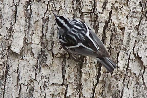 Black-and-white Warbler - Dale Bailey