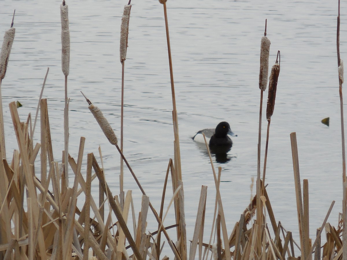 Greater Scaup - ML223630121