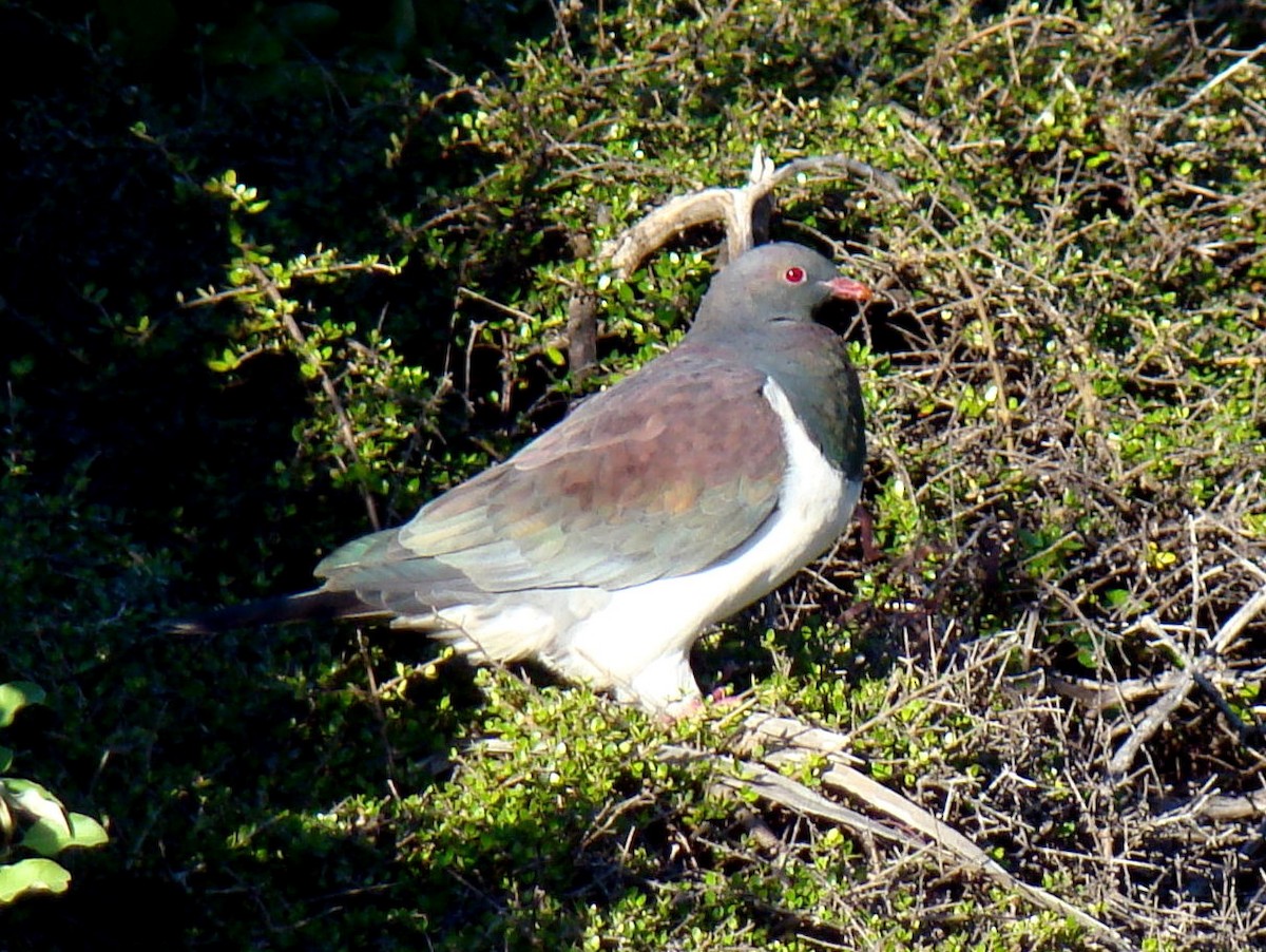 New Zealand Pigeon - ML223635491