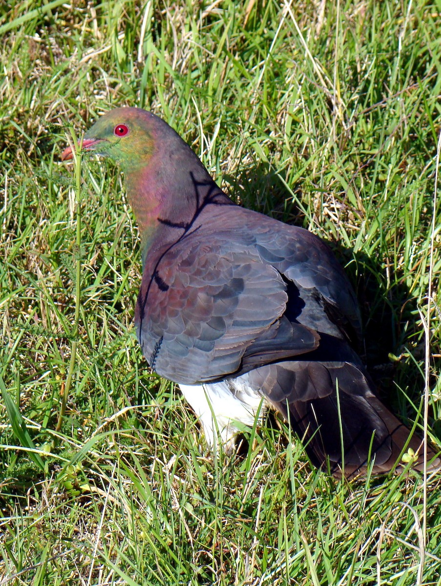 New Zealand Pigeon - Todd A. Watkins