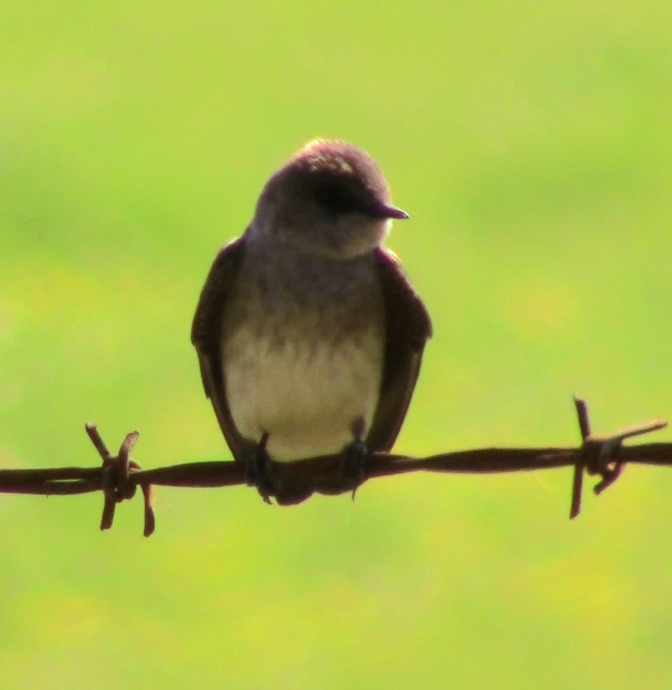 Northern Rough-winged Swallow - Jeffrey Harris