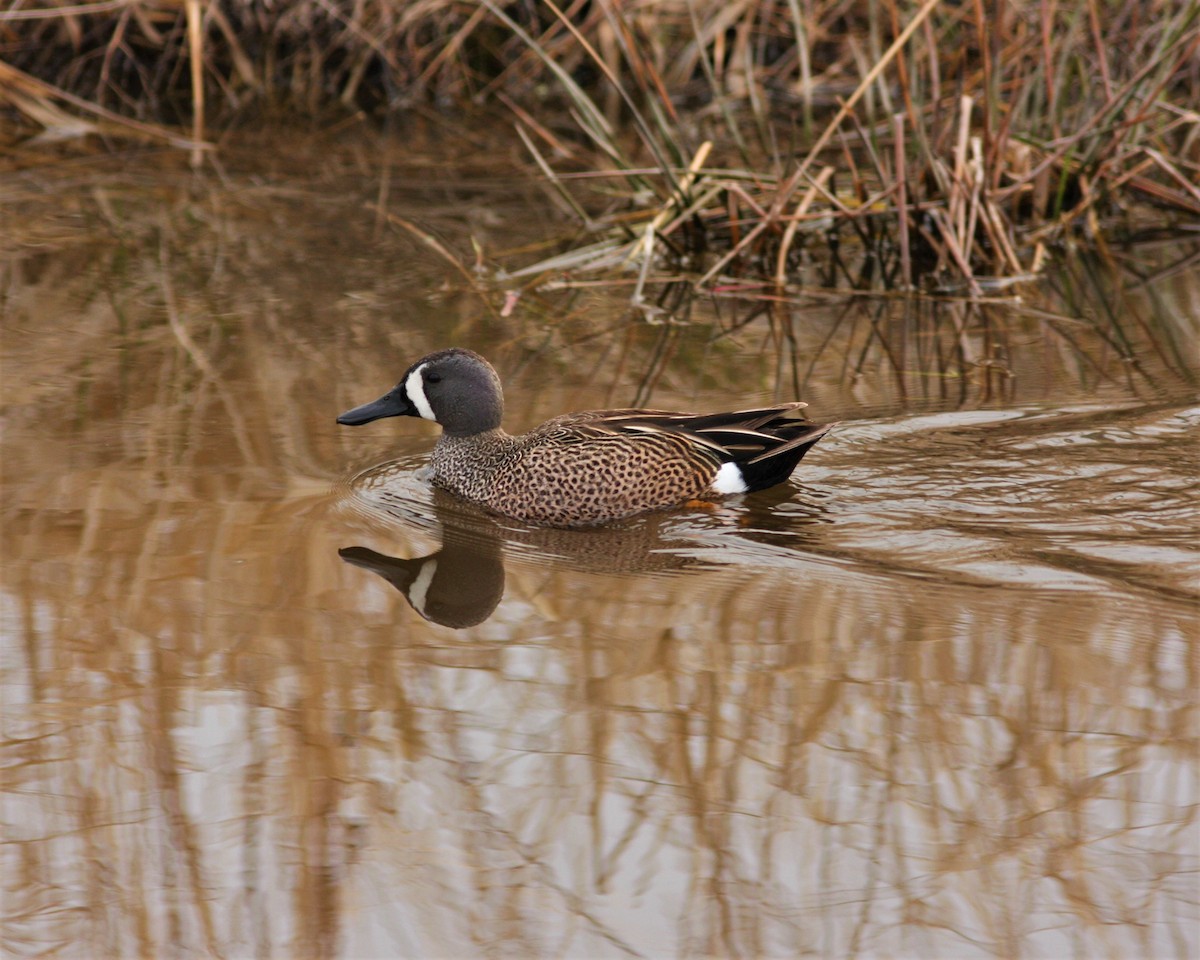 Blue-winged Teal - ML223639901