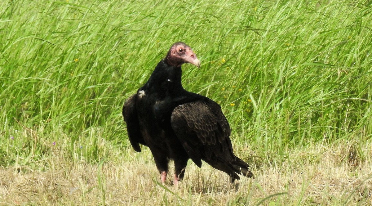 Turkey Vulture - ML223652651