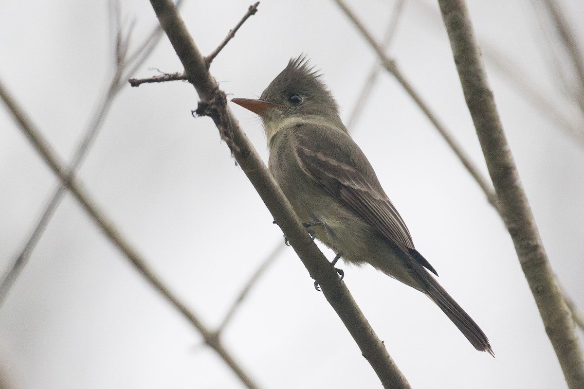 Greater Pewee - ML22366021
