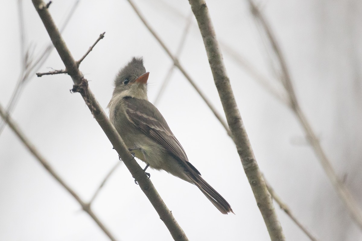 Greater Pewee - ML22366041