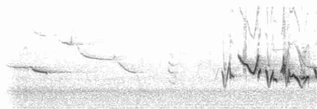 Amerika Çütresi (purpureus) - ML223663501