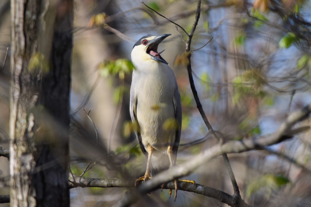 Black-crowned Night Heron - Matt Longabaugh