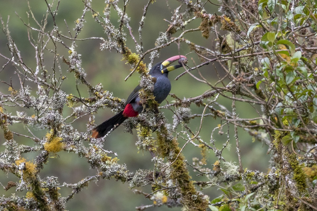 Gray-breasted Mountain-Toucan - ML223669731
