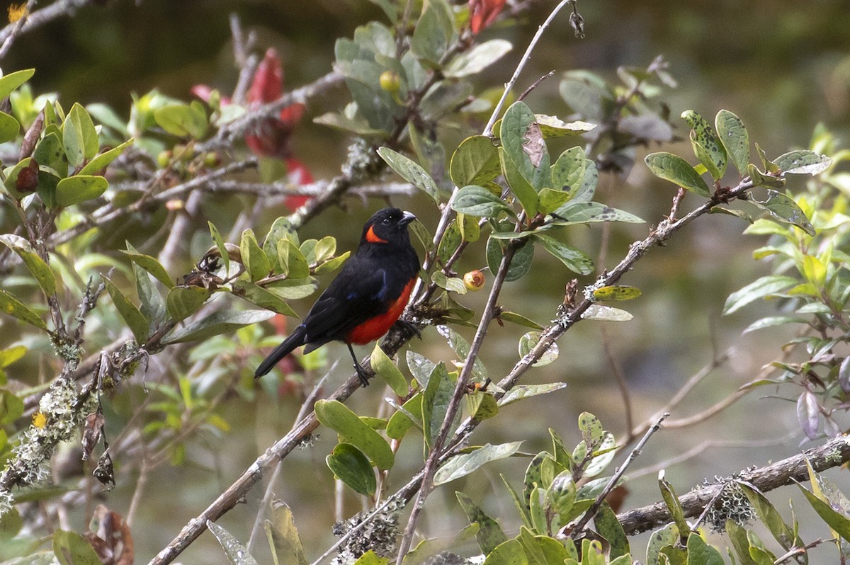 Scarlet-bellied Mountain Tanager - Michael Todd