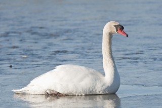 Mute Swan, ML22367551