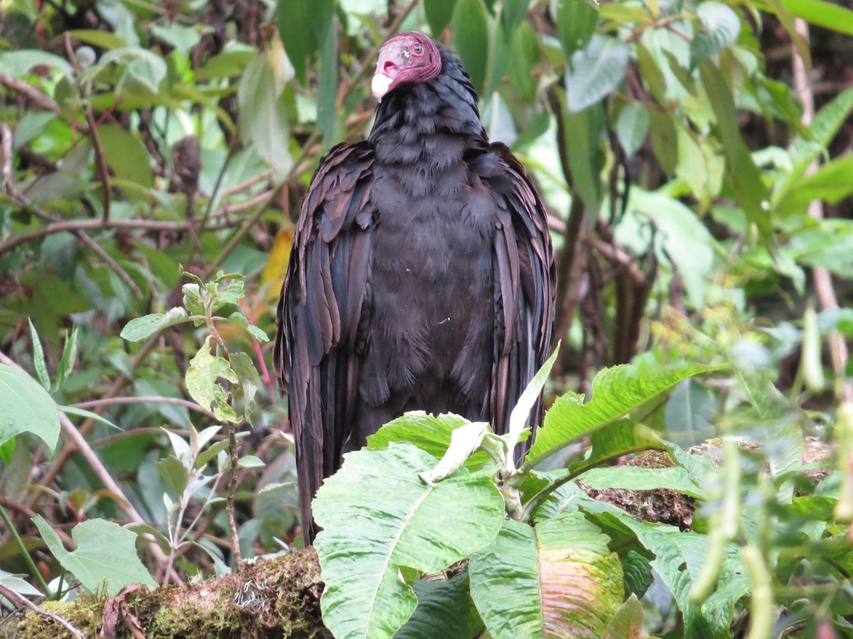 Turkey Vulture - ML22367591