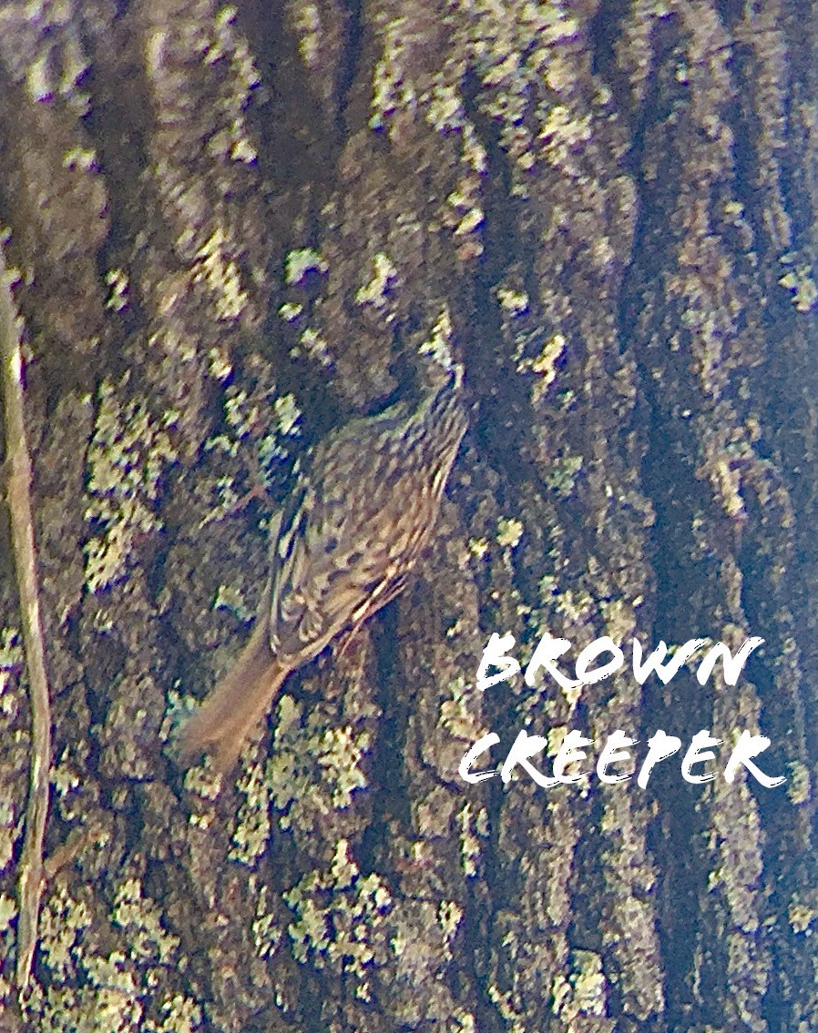 Brown Creeper - ML223676021