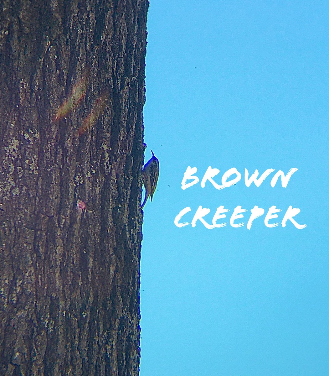 Brown Creeper - ML223676041