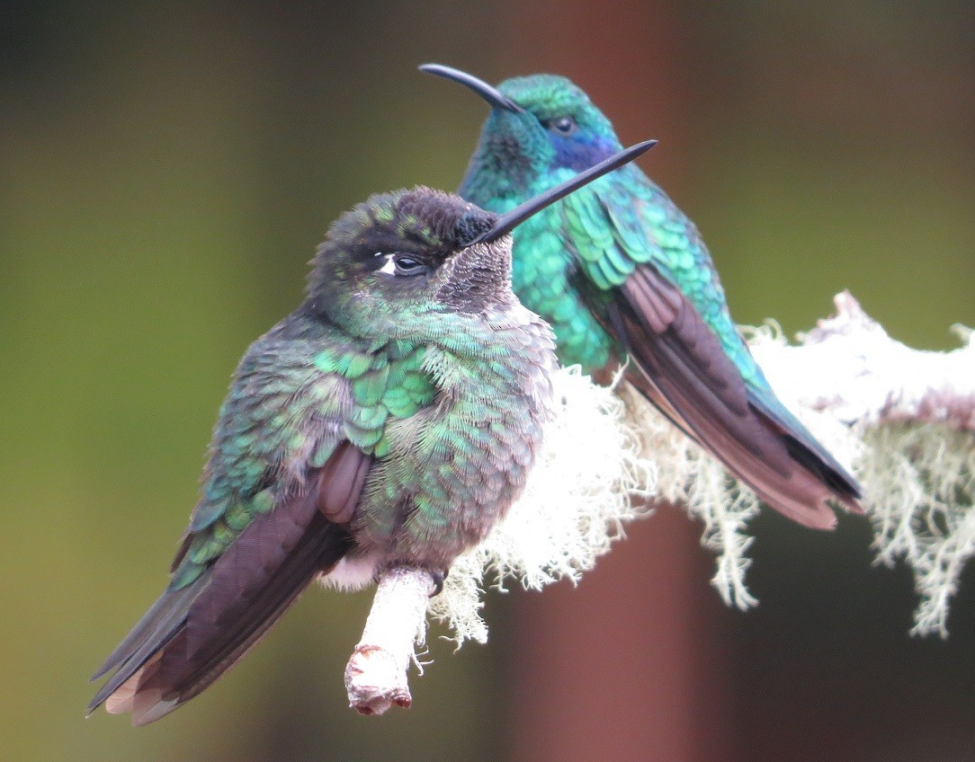 Talamanca Hummingbird - "Chia" Cory Chiappone ⚡️
