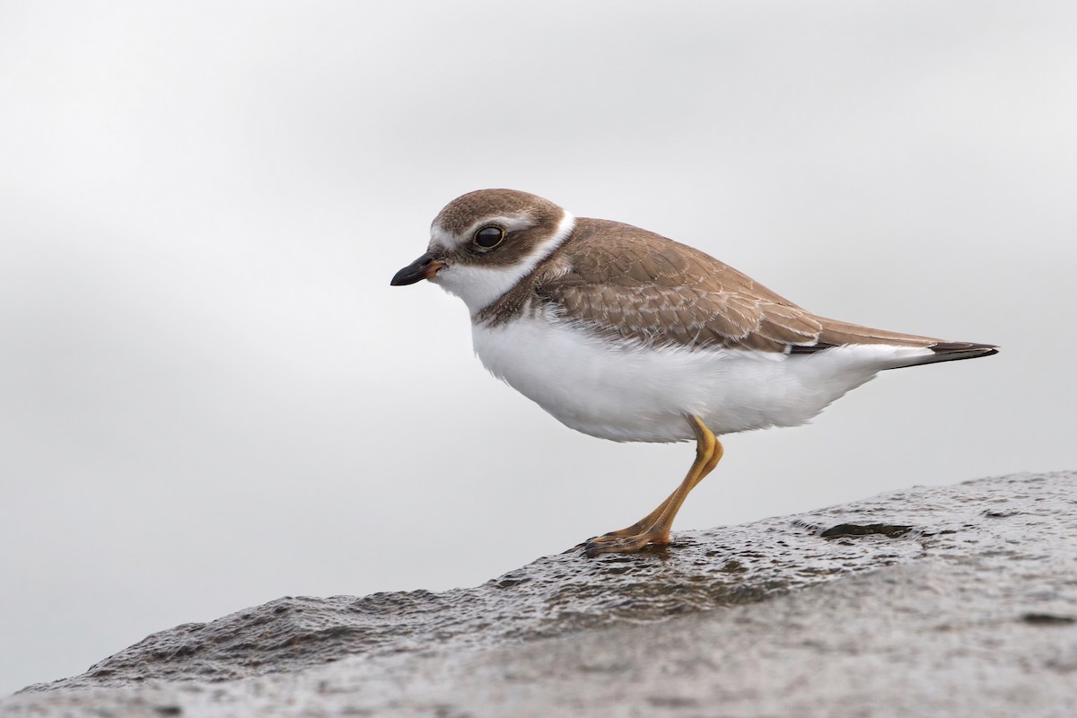 Semipalmated Plover - ML223678841