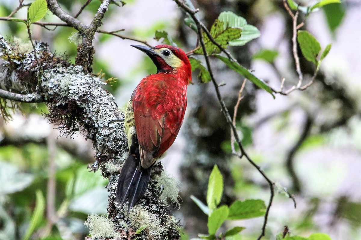 Crimson-mantled Woodpecker - Tom Driscoll