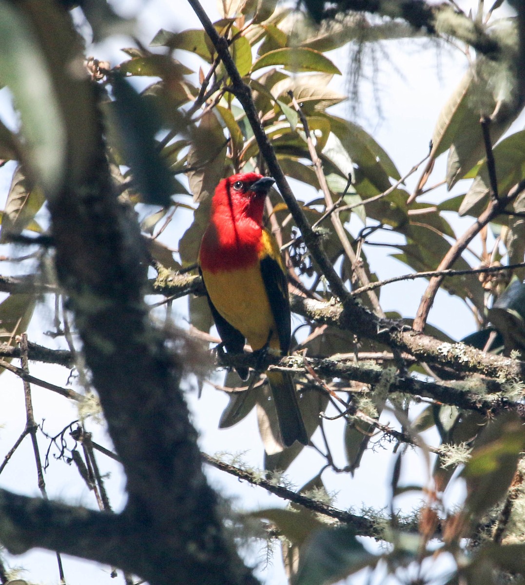 Red-hooded Tanager - ML223679041