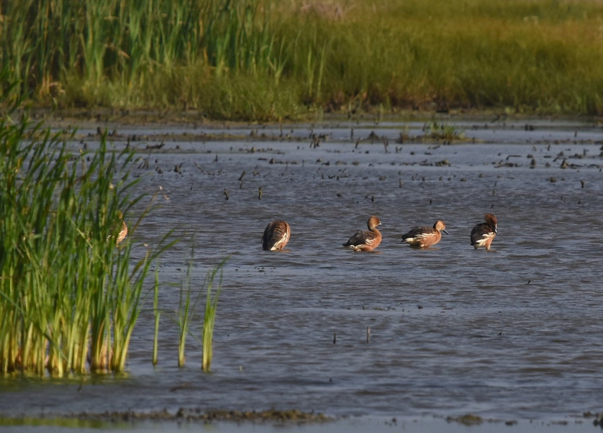 Fulvous Whistling-Duck - ML223680531